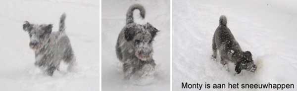 Tijdens het wandelen kunnen de honden het koud krijgen of flink wat sneeuw binnenkrijgen